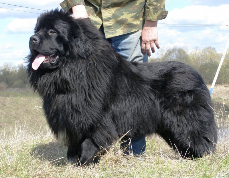 Фото: ньюфаундленд Jofrey of Mister Newf (Jofrey of Mister Newf)