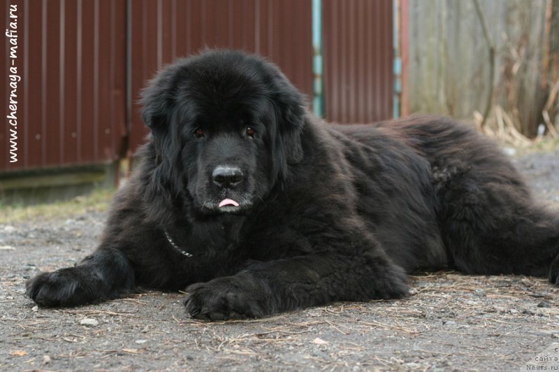 Фотография № 207626