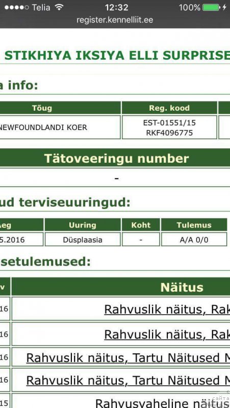 Фото: ньюфаундленд Moya Stikhiya Iksiya Elli Surprise (Моя Стихия Иксия Элли Сюрпрайз)