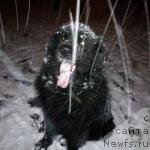 Фото: ньюфаундленд YUdjin s Berega Dona (Юджин с Берега Дона)