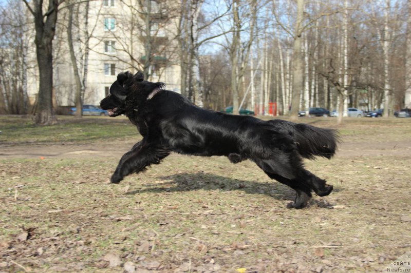 Фото: ньюфаундленд Lankaster (Ланкастер)