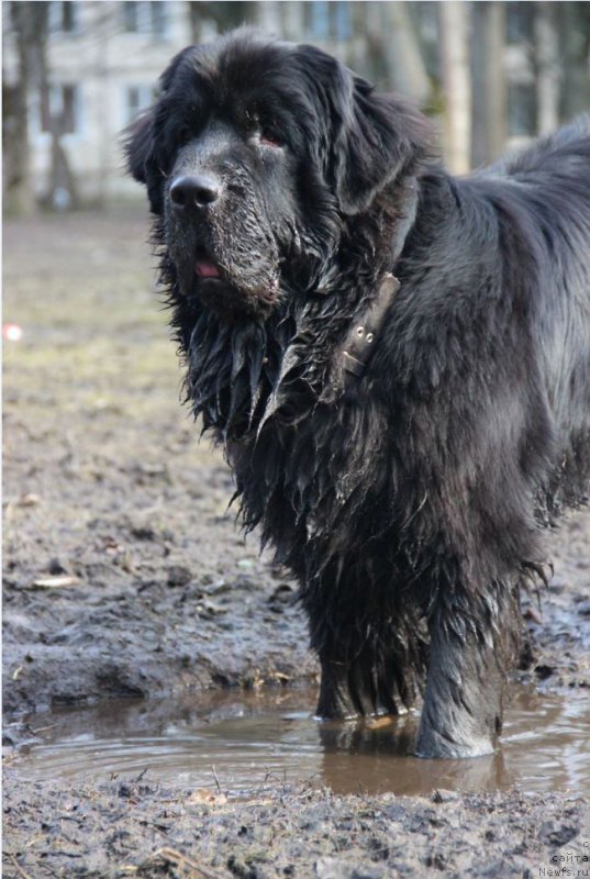 Фото: ньюфаундленд Lankaster (Ланкастер)