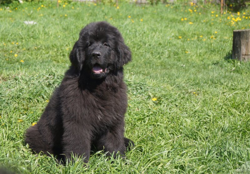 Фото: ньюфаундленд Enigmatic kingd An Absolute Dream (Енигматик Кингд Ан Абсолуте Дреам)