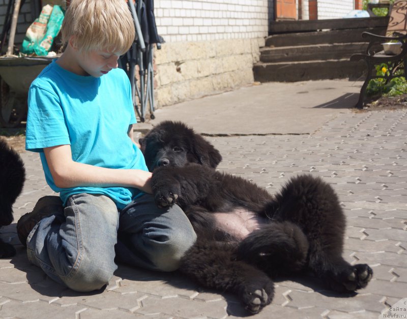 Фото: ньюфаундленд Enigmatic kingd An Absolute Dream (Енигматик Кингд Ан Абсолуте Дреам)