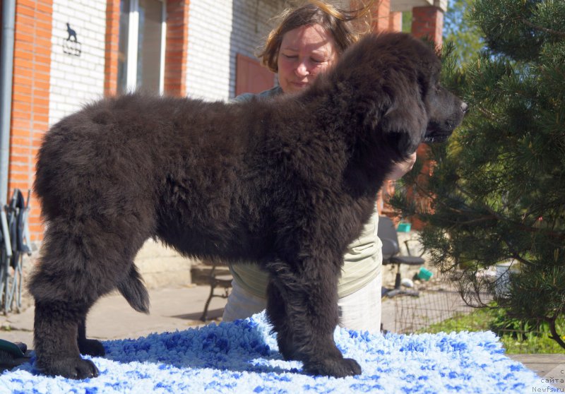 Фото: ньюфаундленд Enigmatic kingd An Absolute Dream (Енигматик Кингд Ан Абсолуте Дреам)