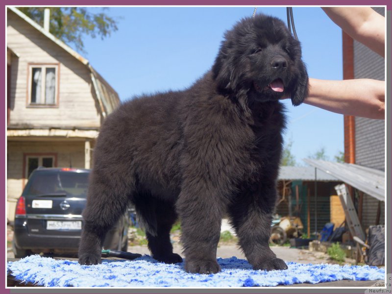 Фото: ньюфаундленд Enigmatic kingd An Absolute Dream (Енигматик Кингд Ан Абсолуте Дреам)