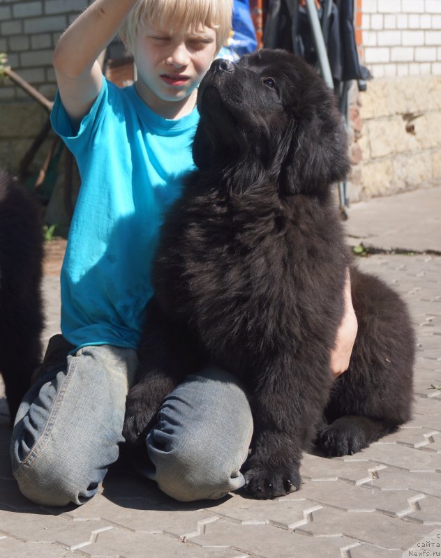 Фото: ньюфаундленд Enigmatic kingd An Absolute Dream (Енигматик Кингд Ан Абсолуте Дреам)