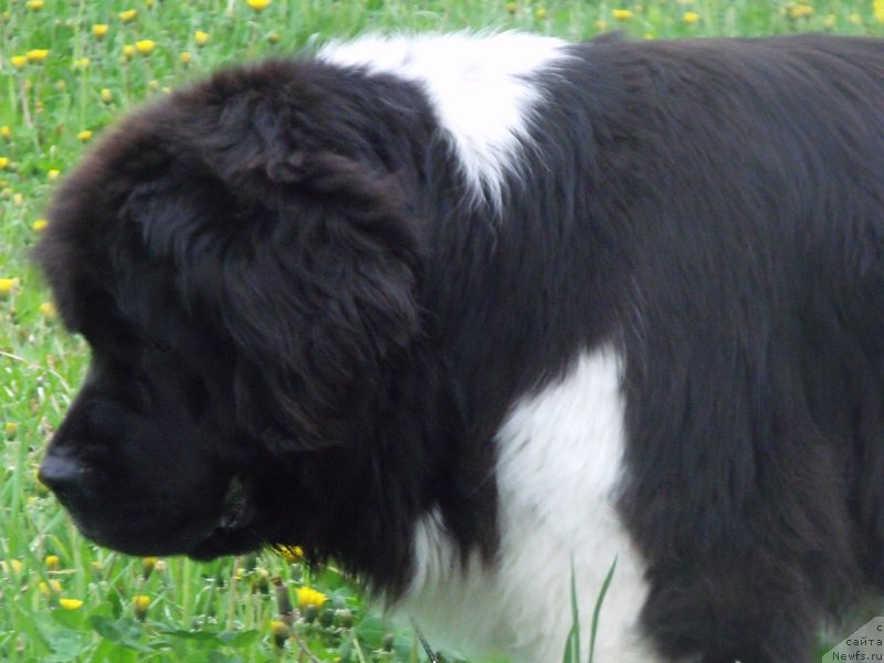 Фотография № 207647