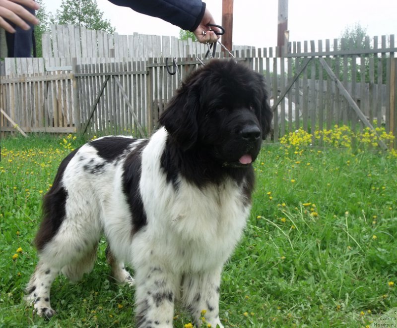 Фотография № 207649