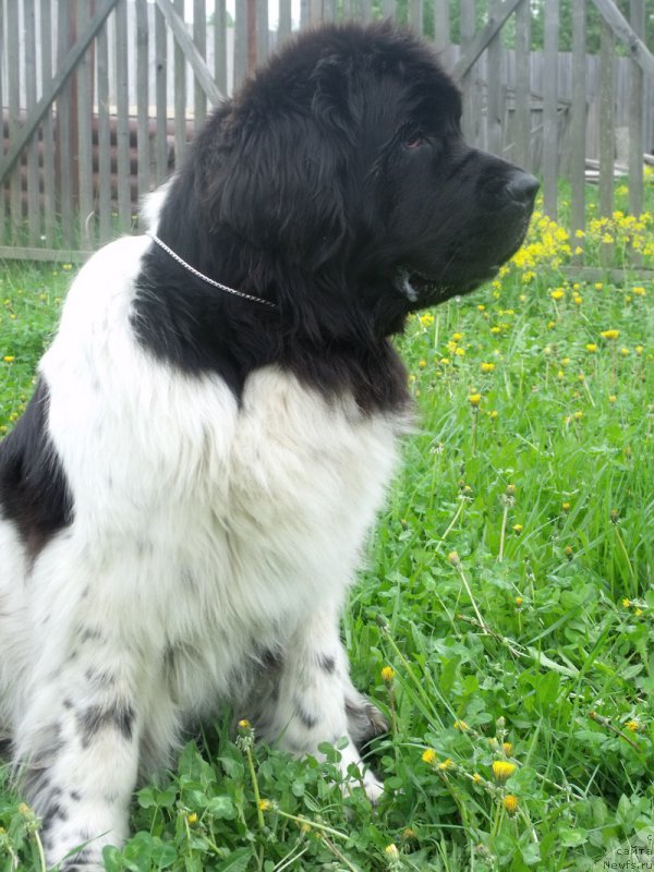 Фотография № 207651