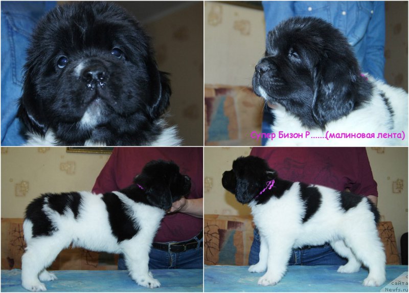 Фото: ньюфаундленд Super Bizon Radena (Супер Бизон Радена)