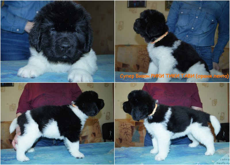 Фото: ньюфаундленд Super Bizon Riki Tiki Tavi (Супер Бизон Рики Тики Тави)