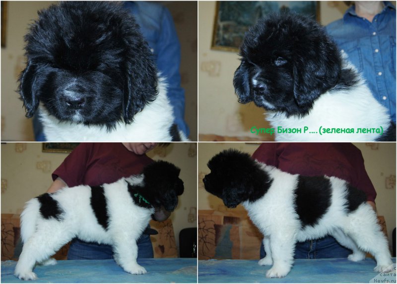 Фото: ньюфаундленд Super Bizon Russkaya Ruletka (Супер Бизон Русская Рулетка)