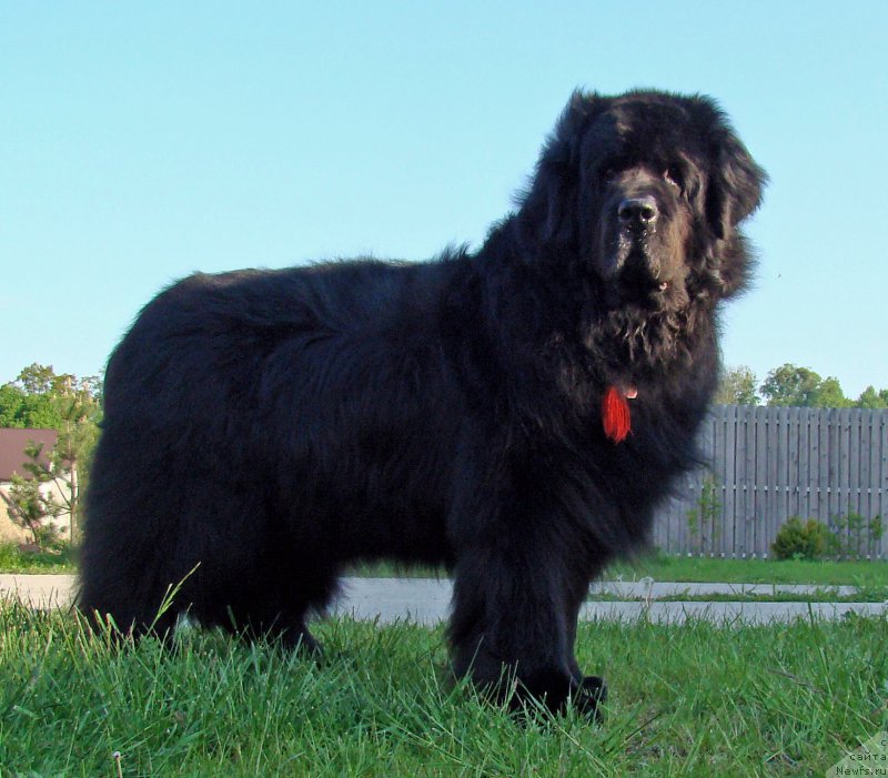 Фото: ньюфаундленд Super Premium Bumer (Супер Премиум Бумер)