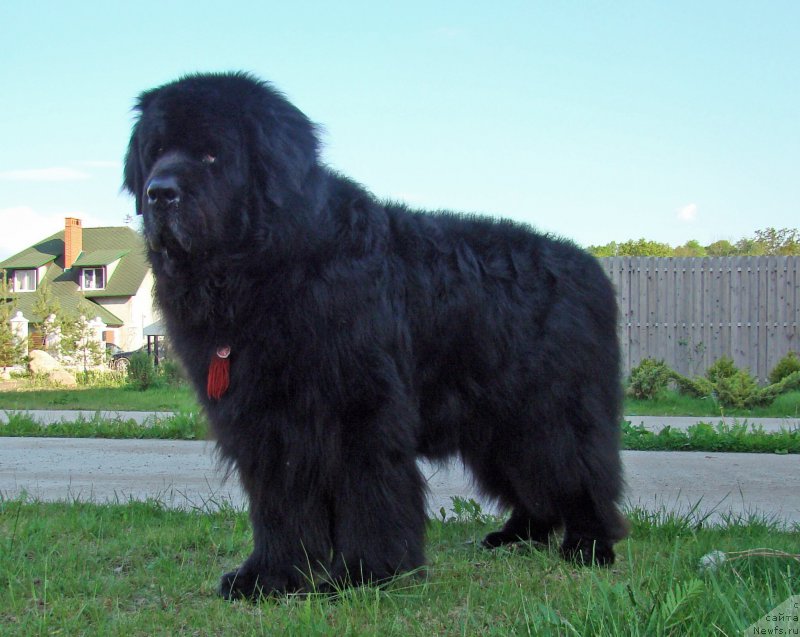 Фото: ньюфаундленд Super Premium Bumer (Супер Премиум Бумер)