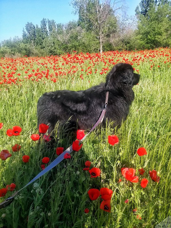 Фото: ньюфаундленд N'yufort Divnaya Diana (Ньюфорт Дивная Диана), ньюфаундленд N'yufort Divnaya Diana (Ньюфорт Дивная Диана)