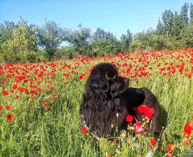 Фото: ньюфаундленд N'yufort Divnaya Diana (Ньюфорт Дивная Диана)