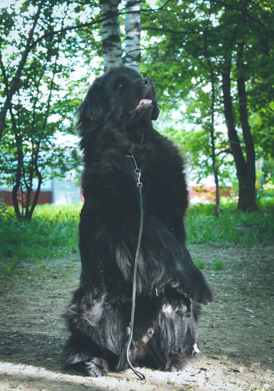 Фото: ньюфаундленд Lepestok Lilii (Лепесток Лилии)