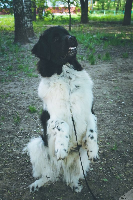 Фото: ньюфаундленд Sent Djons Prima de Ferolli (Сент Джонс Прима де Феролли)