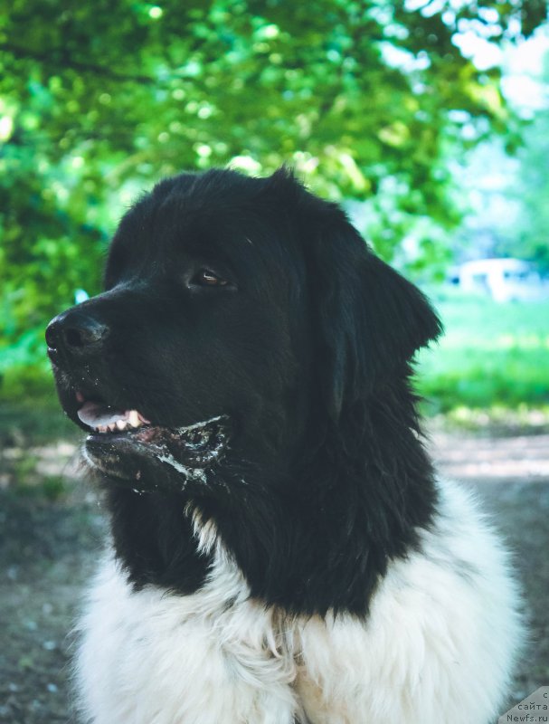 Фото: ньюфаундленд Sent Djons Prima de Ferolli (Сент Джонс Прима де Феролли)