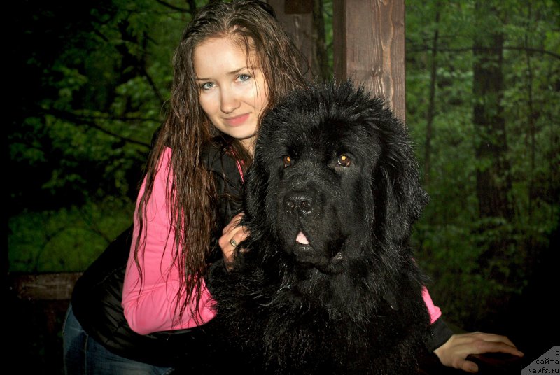 Фото: ньюфаундленд Chernyj Chank s Berega Dona (Черный Чанк с Берега Дона), Irina Skladnova (Ирина Складнова)