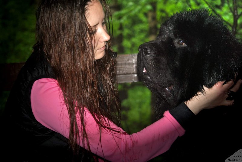 Фото: ньюфаундленд Chernyj Chank s Berega Dona (Черный Чанк с Берега Дона), Irina Skladnova (Ирина Складнова)