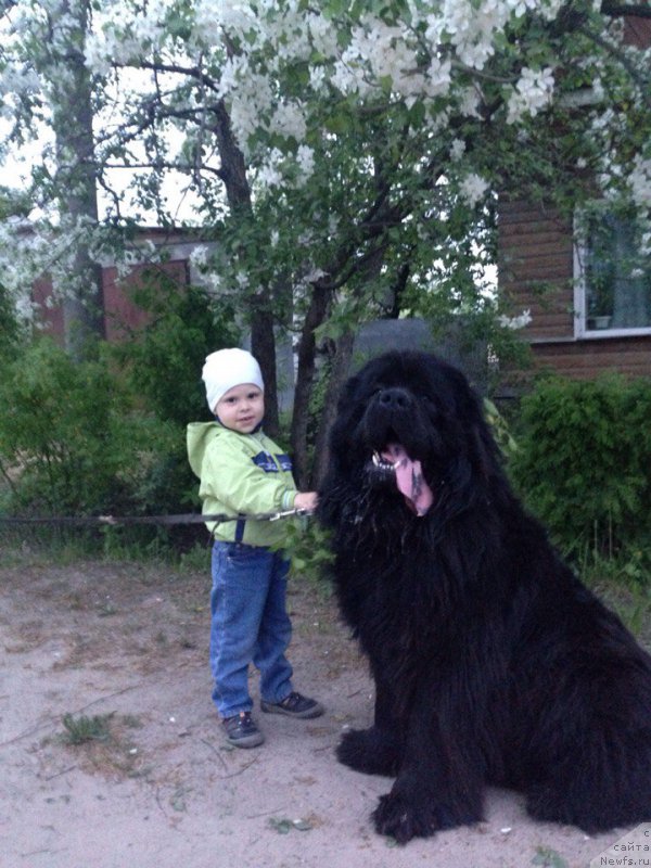 Фото: ньюфаундленд Blek Genius Brilliant (Блек Гениус Бриллиант)