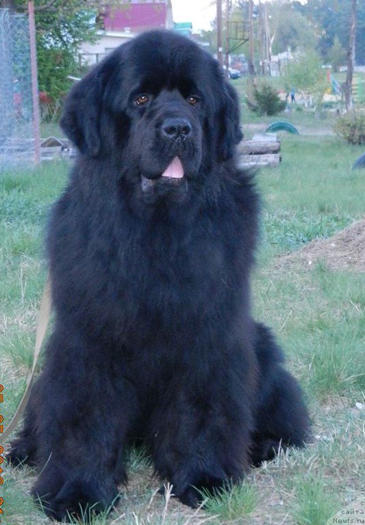 Фото: ньюфаундленд N'yu-Pom-SHir Arktur Svart B'orn (Нью-Пом-Шир Арктур Сварт Бьорн)