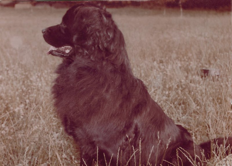 Фото: ньюфаундленд YEssen CHara (Эссен Чара)