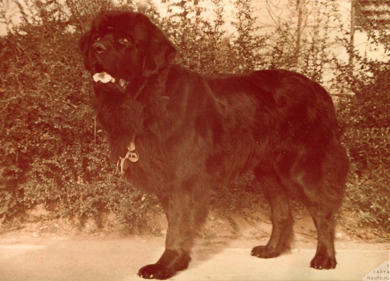 Фото: ньюфаундленд Vel'd (Вельд)