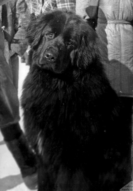 Фото: ньюфаундленд Franchesko Kyepi (Франческо Кэпи)