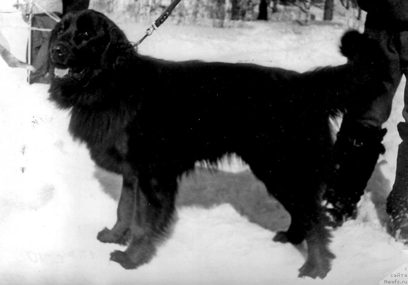 Фото: ньюфаундленд Myer Irji YAnus (Мэр Иржи Янус)