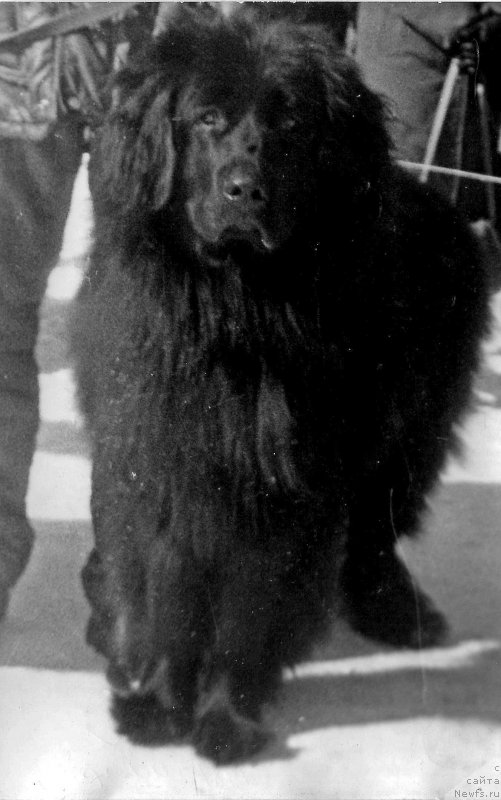 Фото: ньюфаундленд Habur YAgri (Хабур Ягри)