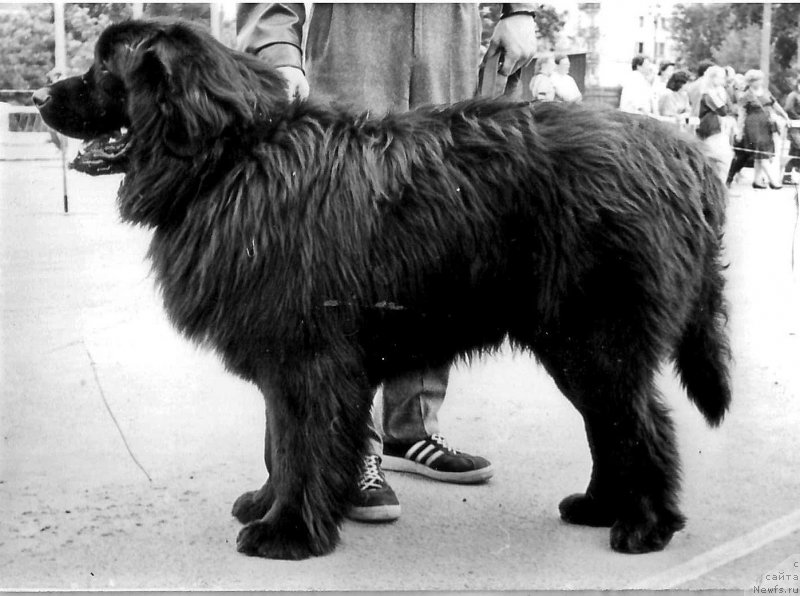 Фото: ньюфаундленд Arno N'yu Lyend (Арно Нью Лэнд)