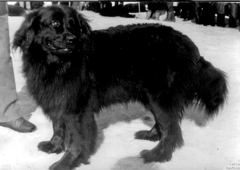 Фото: ньюфаундленд Gella Vel'kam (Гелла Велькам)