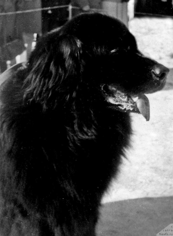 Фото: ньюфаундленд Oskar Ryembi (Оскар Рэмби)