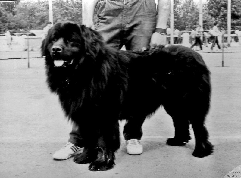 Фото: ньюфаундленд Daniyel' (Даниэль)