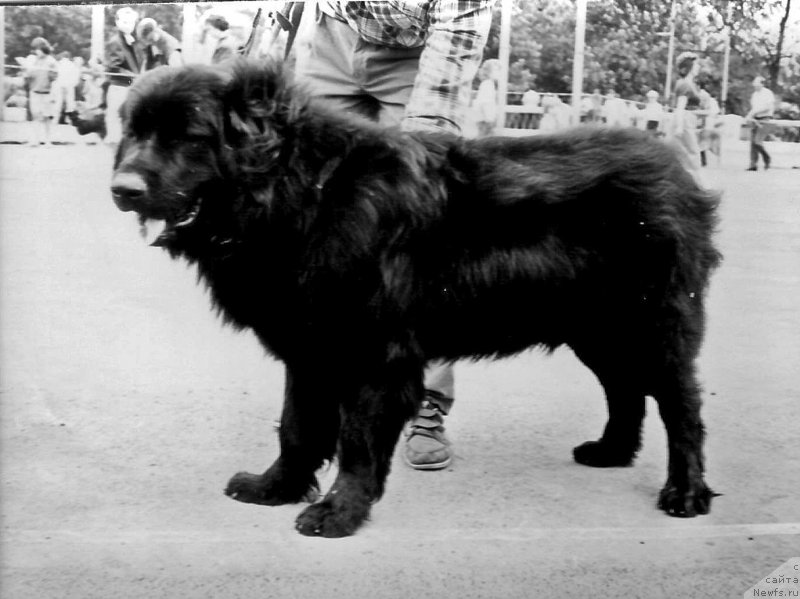 Фото: ньюфаундленд Kid N'yu Lyend (Кид Нью Лэнд)