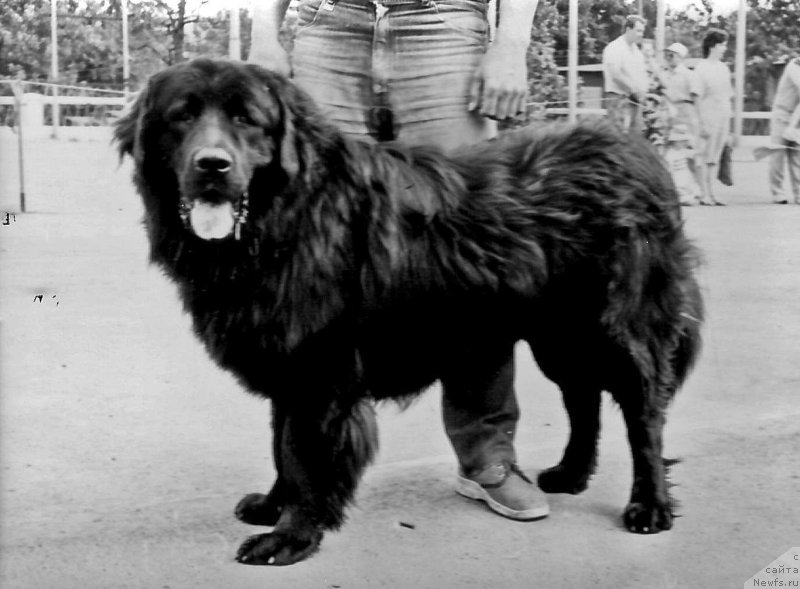 Фото: ньюфаундленд Meyber Simon (Мейбер Симон)