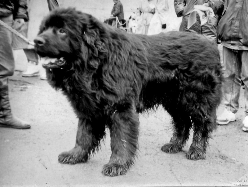 Фото: ньюфаундленд Rokki Janess (Рокки Жанесс)