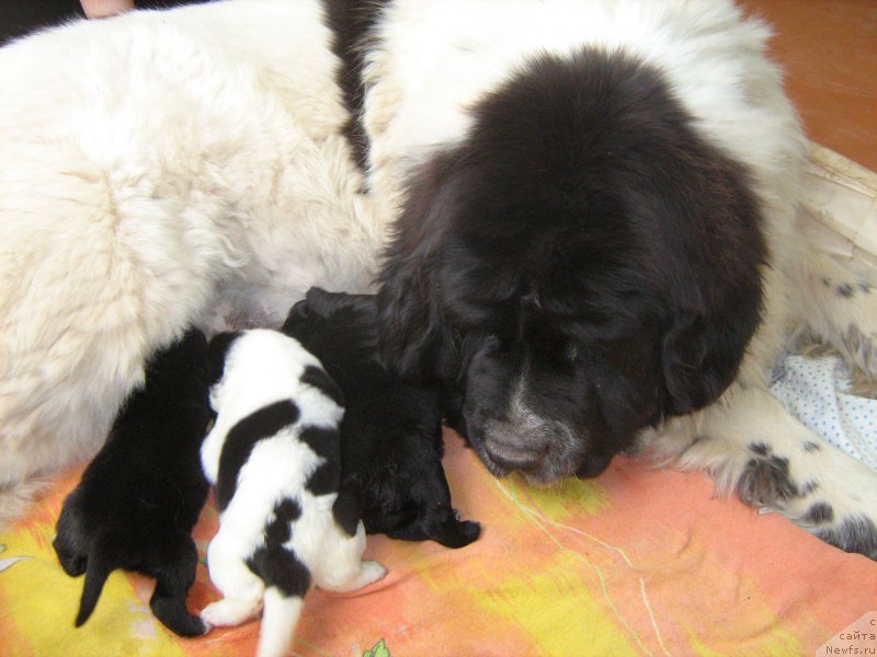 Фото: ньюфаундленд Talyanochka Morskoy Medved (Тальяночка Морской Медведь)