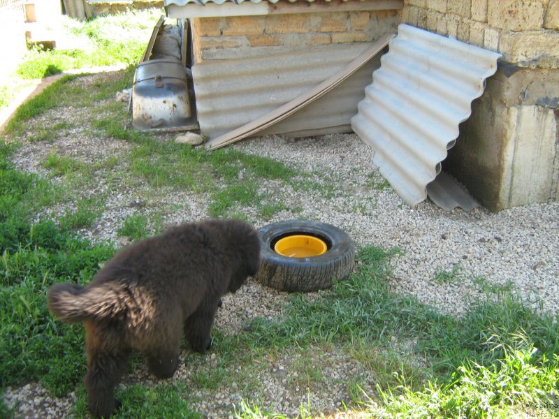 Фото: ньюфаундленд Zimniy Dar s Berega Dona (Зимний Дар с Берега Дона)