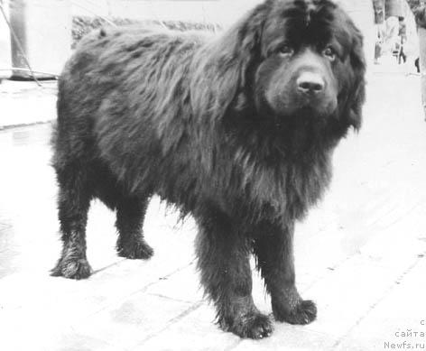 Фото: ньюфаундленд Billidji Mirt YAr (Биллиджи Мирт Яр)