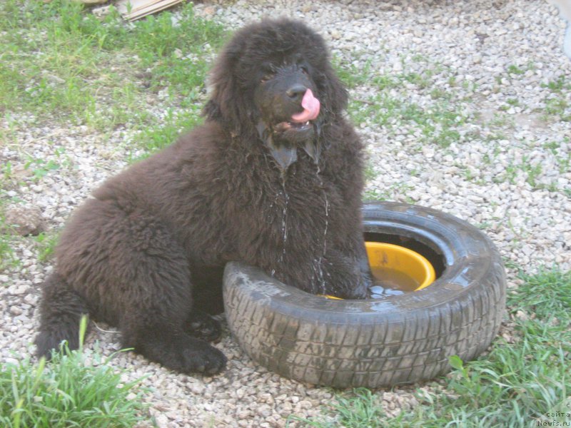 Фотография № 207700