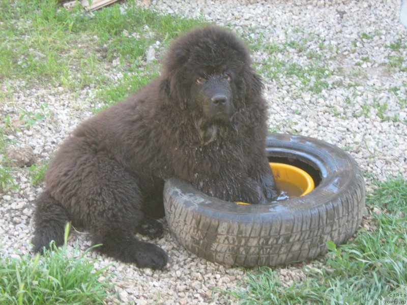 Фото: ньюфаундленд Zimniy Dar s Berega Dona (Зимний Дар с Берега Дона)