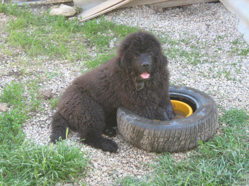 Фото: ньюфаундленд Zimniy Dar s Berega Dona (Зимний Дар с Берега Дона)