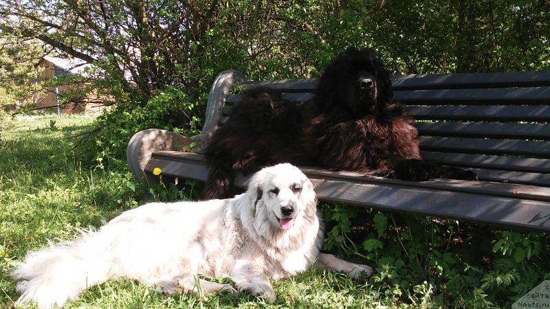 Фото: ньюфаундленд Funnewf Jemapel Madam Nuar (Фанньюф Жемапель Мадам Нуар), Ингрид - пиренейская собака