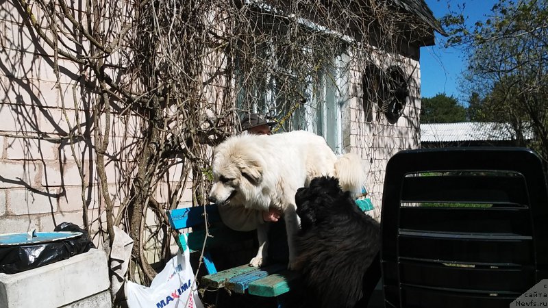 Фото: ньюфаундленд Funnewf Jemapel Madam Nuar (Фанньюф Жемапель Мадам Нуар), Ингрид - пиренейка