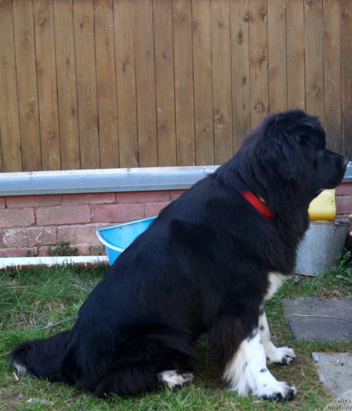 Фото: ньюфаундленд Fabian de Lange Super Mishka