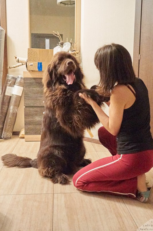 Фото: ньюфаундленд Funnewf Akvilon (Фанньюф Аквилон)